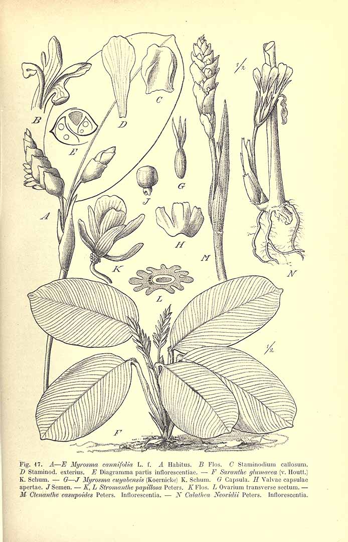 Myrosma cannifolia