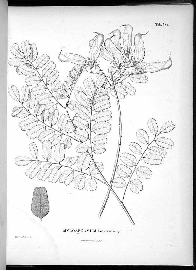 Myrospermum frutescens