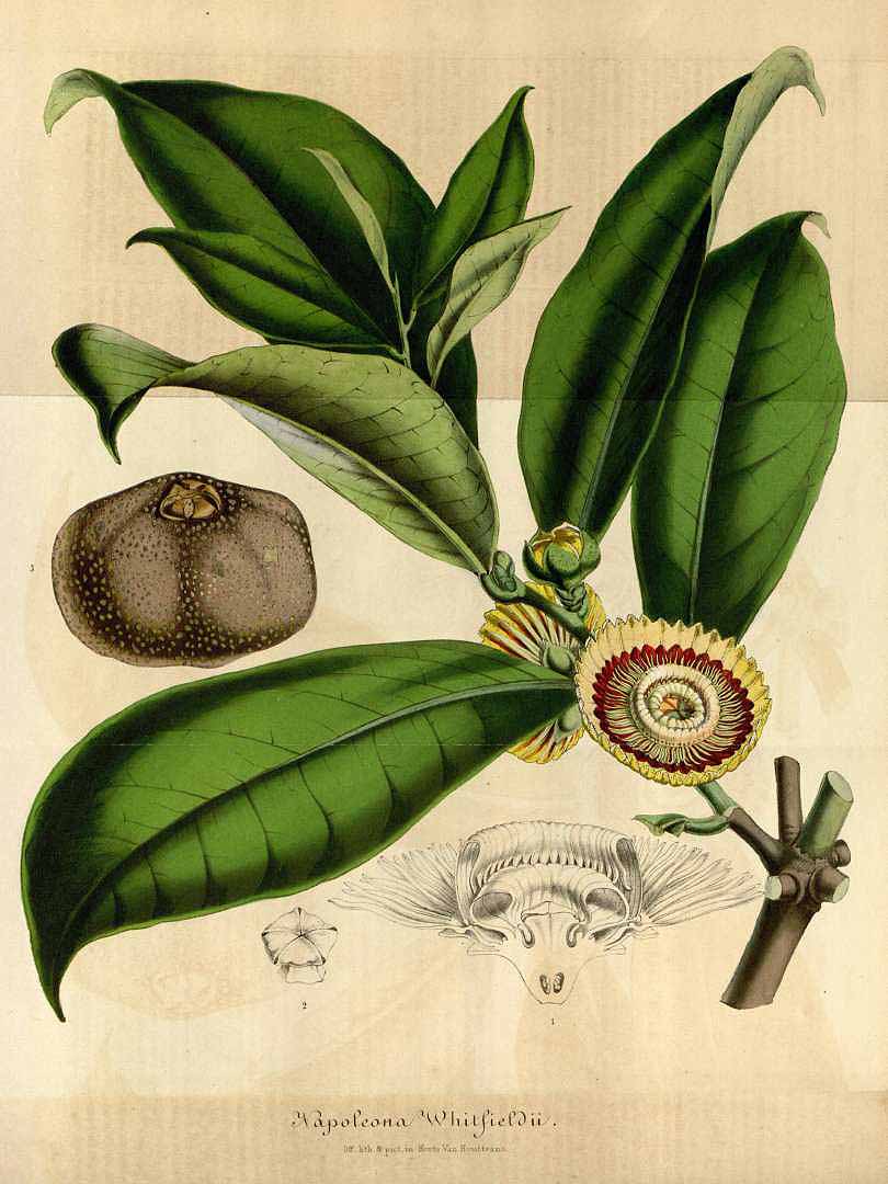 Napoleonaea imperialis