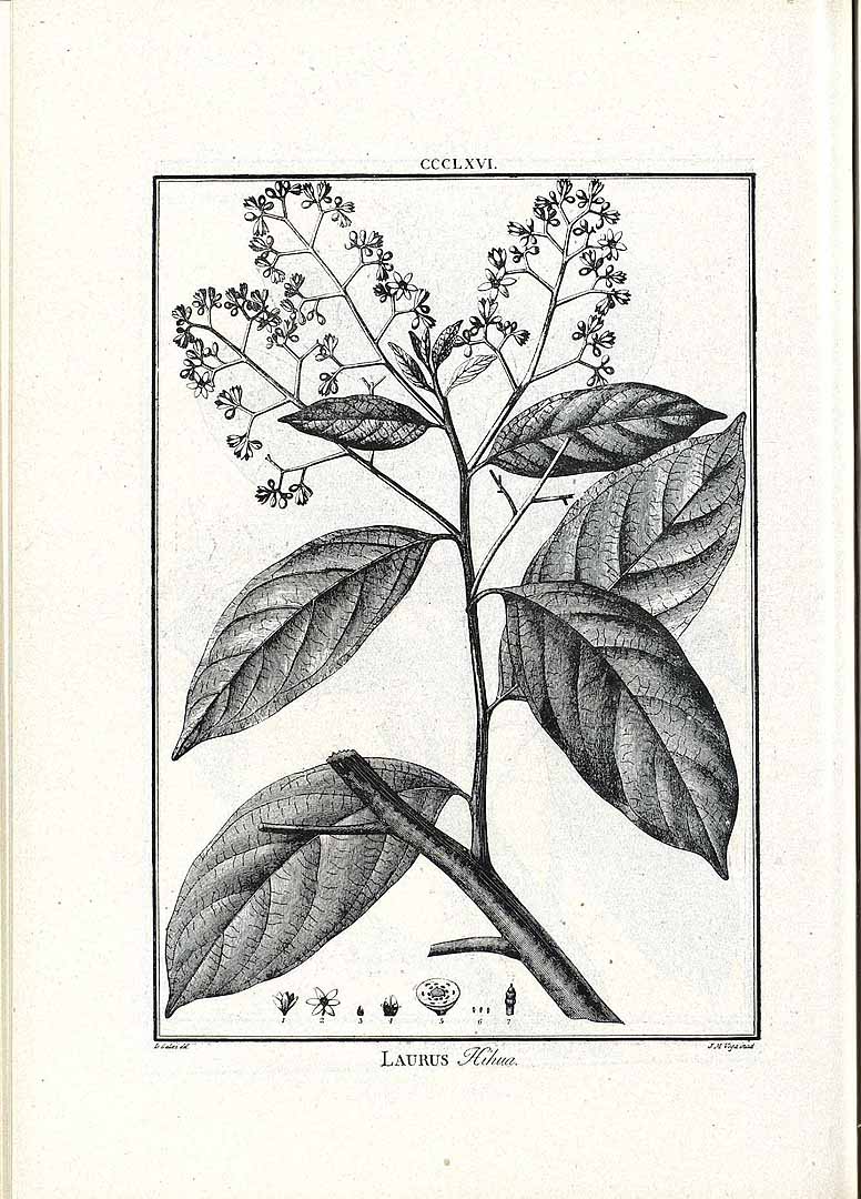 Nectandra hihua