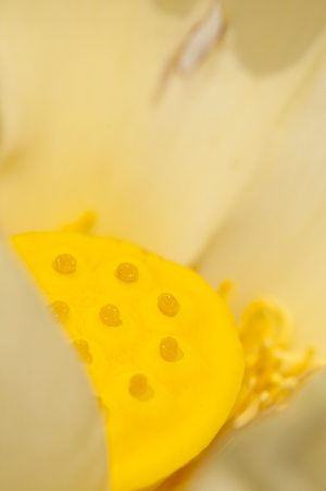 Nelumbo lutea