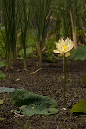 Nelumbo lutea