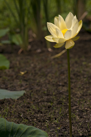 Nelumbo lutea