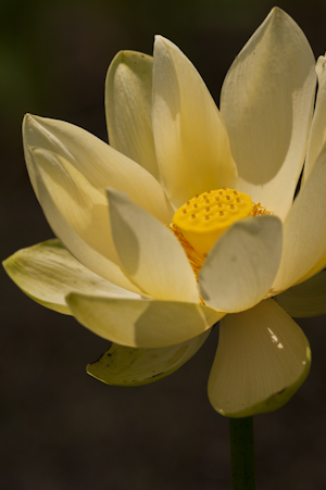 Nelumbo lutea