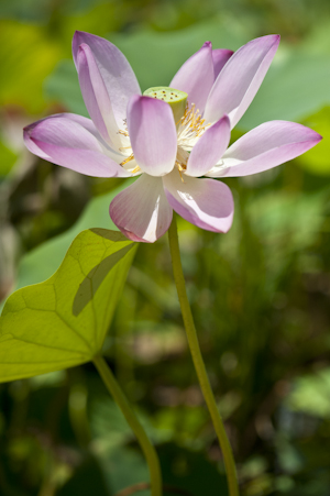 Nelumbo nucifera