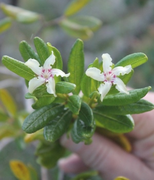 Neobracea bahamensis