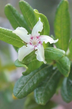 Neobracea bahamensis