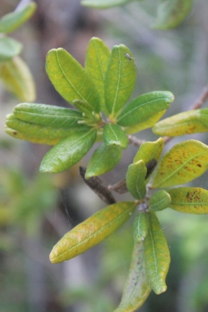 Neobracea bahamensis