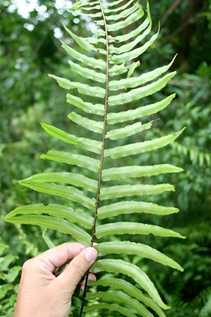 Nephrolepis biserrata