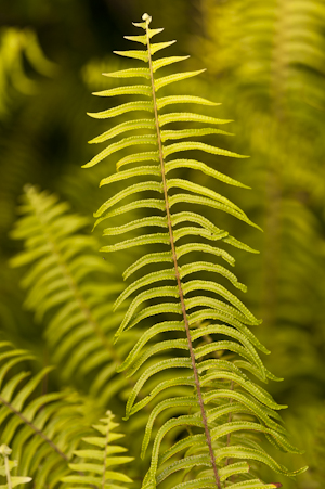 Nephrolepis brownii