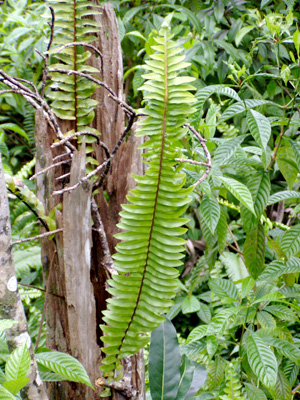 Nephrolepis exaltata