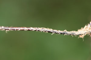 Nephrolepis exaltata