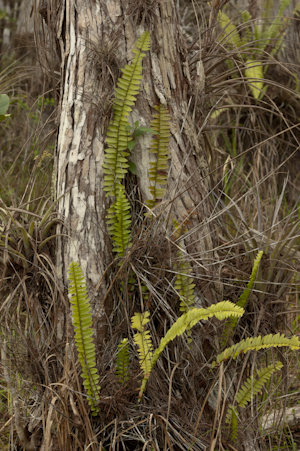 Nephrolepis exaltata