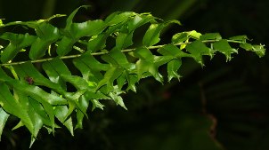 Nephrolepis falcata