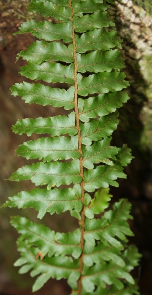 Nephrolepis hirsutula