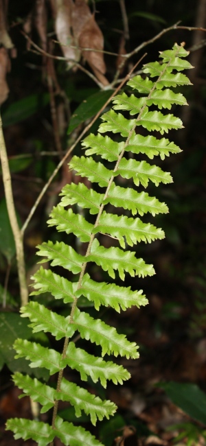 Nephrolepis hirsutula