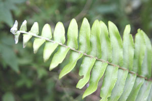 Nephrolepis brownii