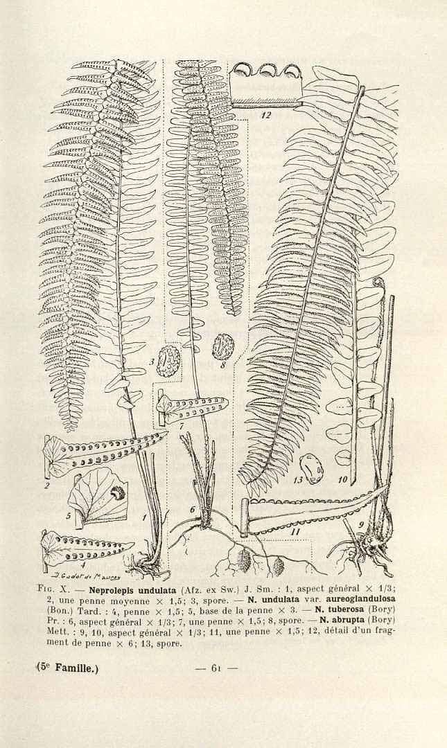 Nephrolepis undulata