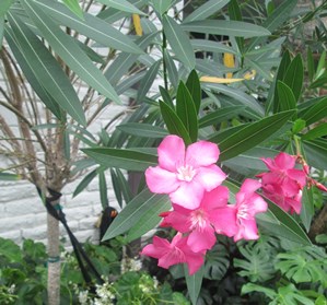 Nerium oleander