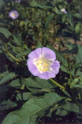 Nicandra physalodes