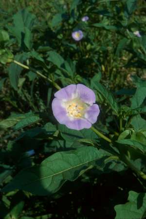 Nicandra physalodes