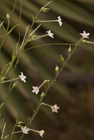 Nicotiana plumbaginifolia