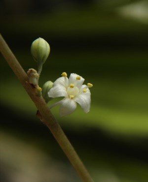 Nolina atopocarpa