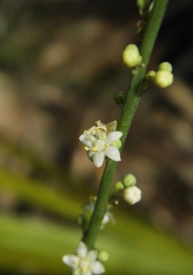 Nolina atopocarpa