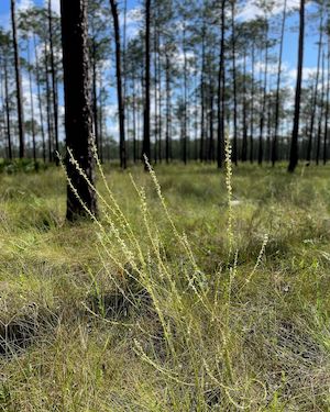 Nolina atopocarpa