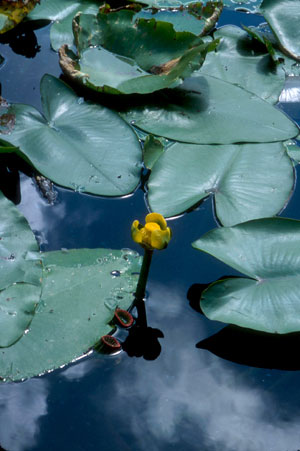 Nuphar lutea