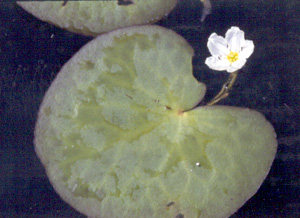 Nymphoides aquatica