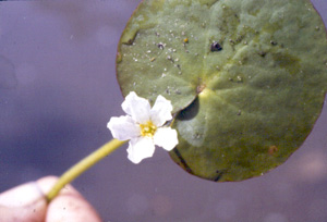 Nymphoides aquatica