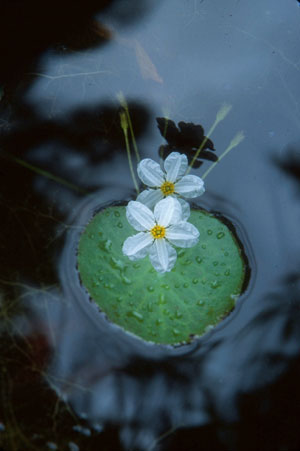 Nymphoides aquatica