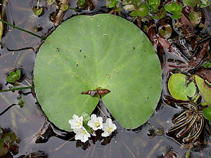 Nymphoides aquatica