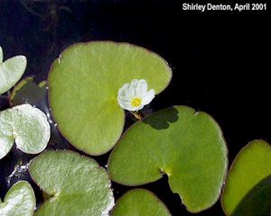 Nymphoides aquatica