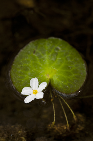 Nymphoides aquatica