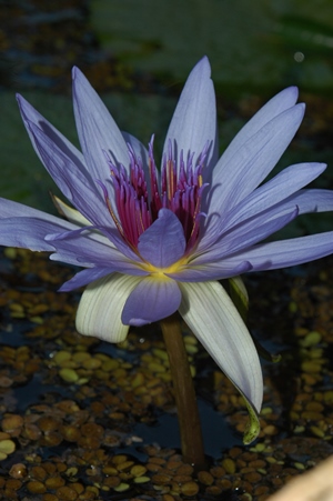 Nymphaea capensis