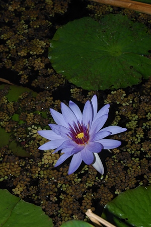 Nymphaea capensis