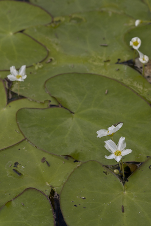 Nymphoides cristata