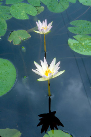 Nymphaea elegans