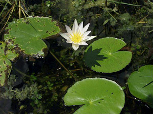 Nymphaea elegans