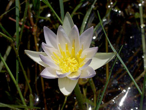 Nymphaea elegans