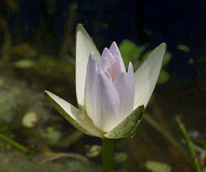 Nymphaea elegans