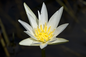 Nymphaea elegans