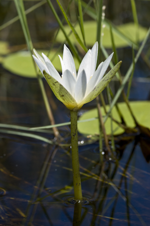 Nymphaea elegans