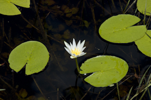 Nymphaea elegans