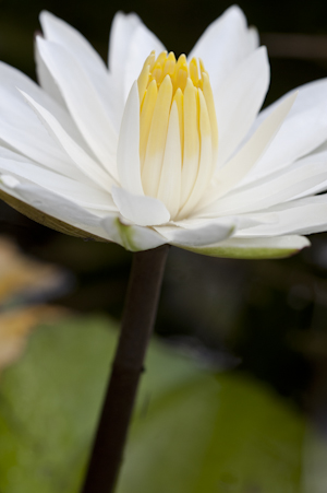 Nymphaea lotus