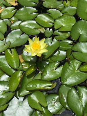 Nymphaea mexicana