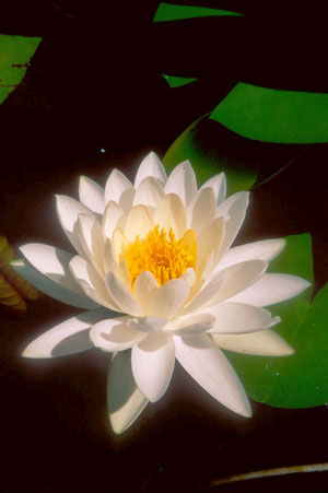 Nymphaea odorata