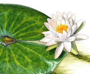 Nymphaea odorata